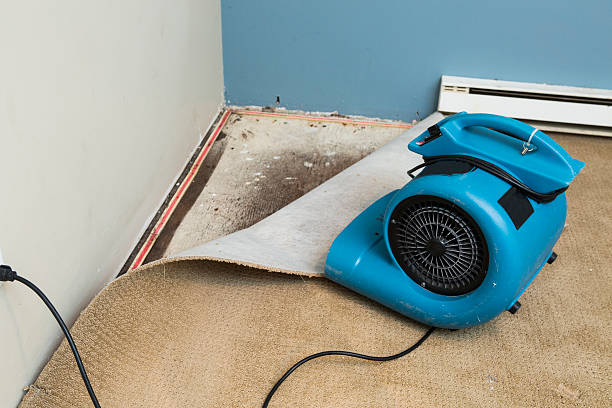 Best Water damage cleanup near me  in Cedar Lake, IN